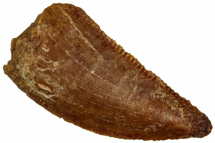 Serrated Raptor Tooth - Real Dinosaur Tooth #297804